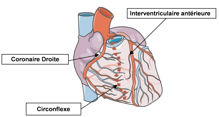 Les artères coronaires